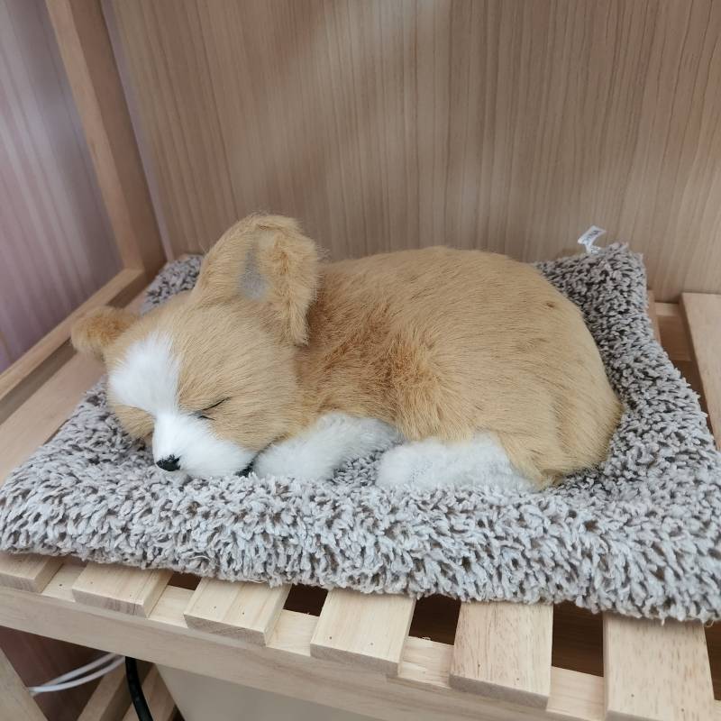 인형 샀는데 넘 귀엽지 않니 | 인스티즈