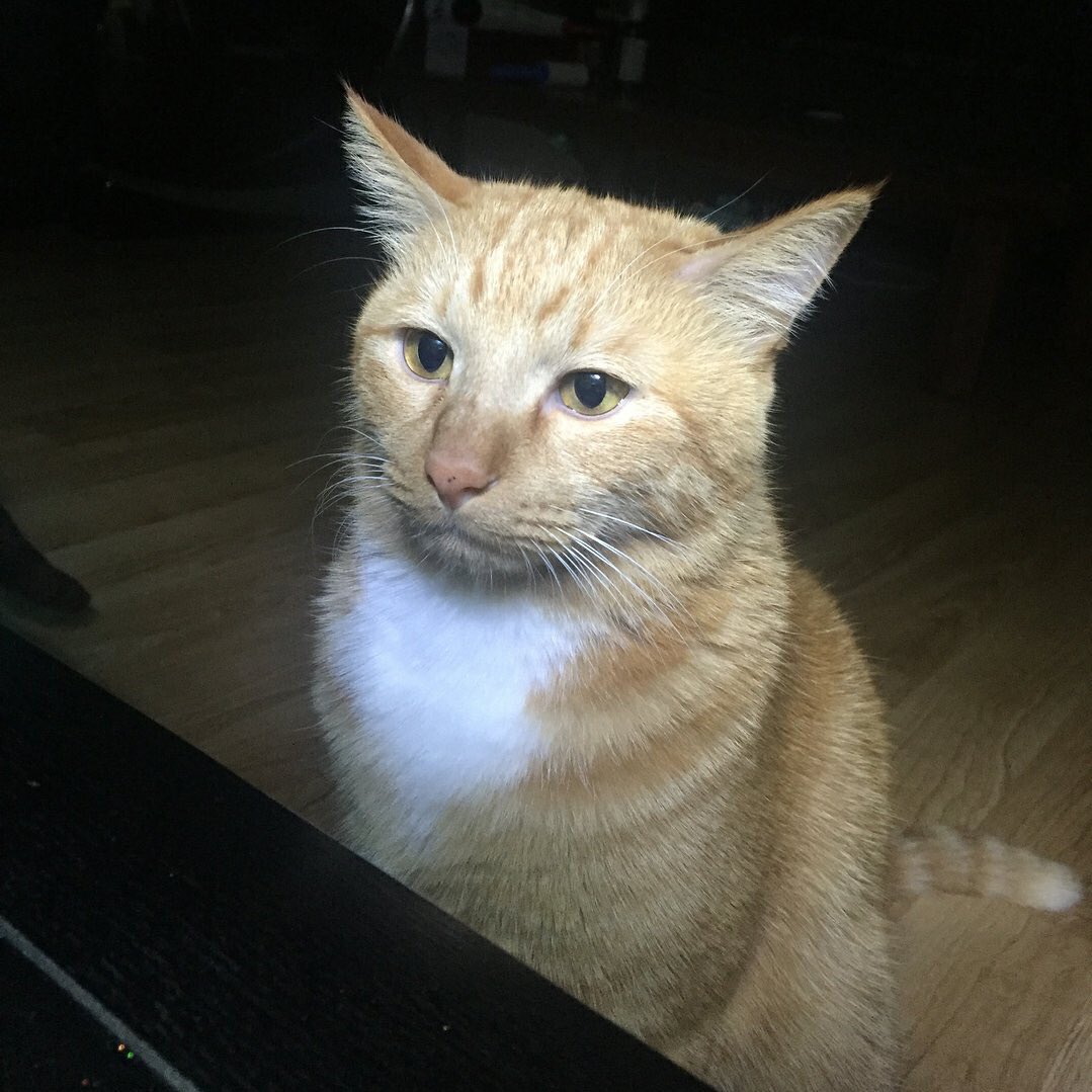 [잡담] 어항 앞 고양이처럼 엔하이픈 스춤 계속 보는중임 | 인스티즈