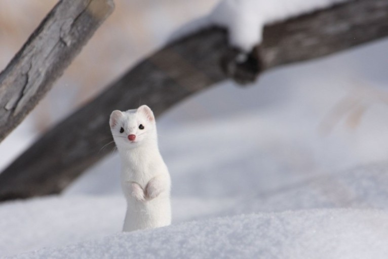 [잡담] 호시 오프 이후로 햄찌말고 또다른 모에화가 뜨고있는데 | 인스티즈