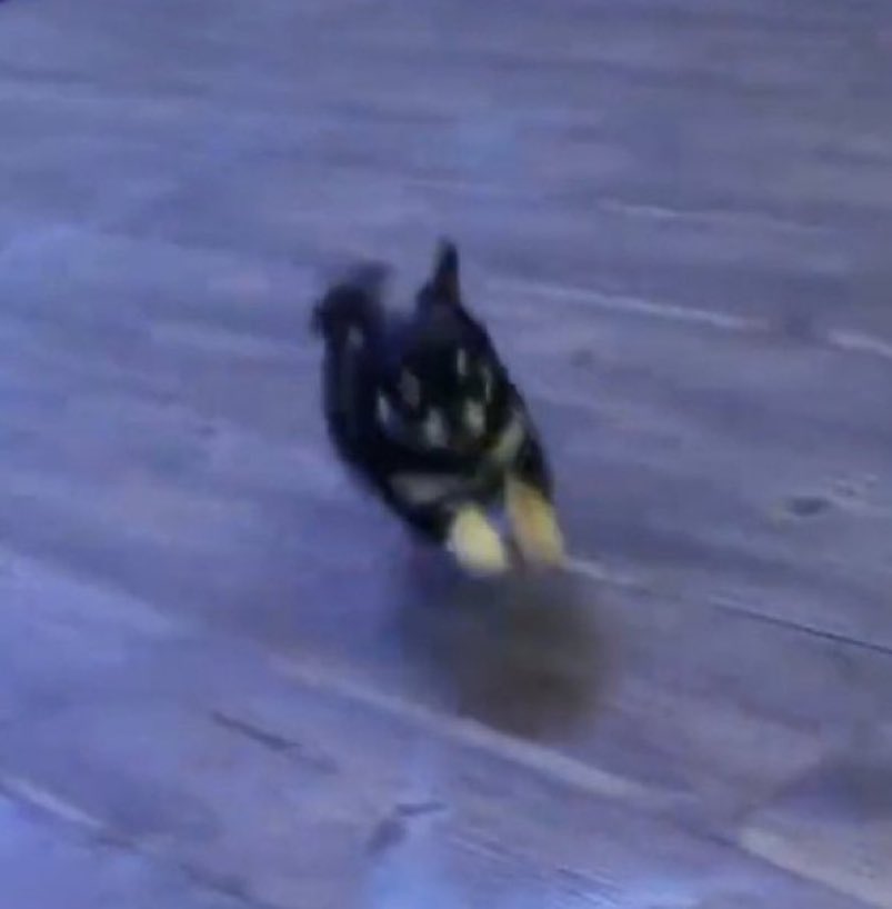 [잡담] 주연이 본가 강아지 애기때 봐바ㅋㅋㅋㅋㅋ짱작아 ㅠㅠㅠㅠㅠㅠㅠ | 인스티즈