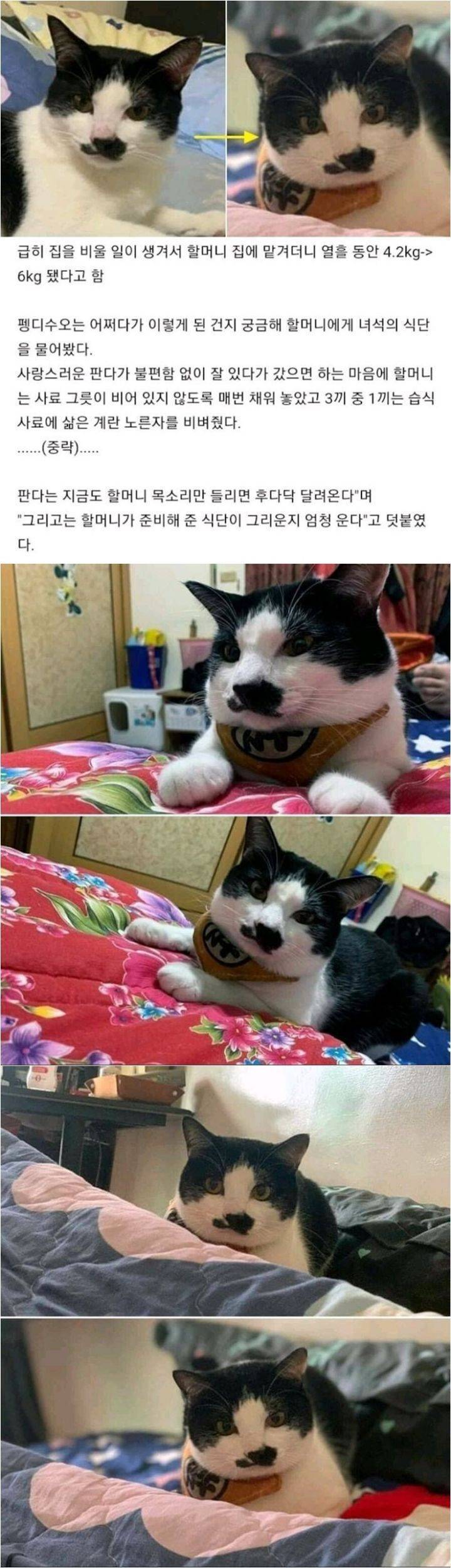 ??: 할머니 고양이가 동그래요 | 인스티즈