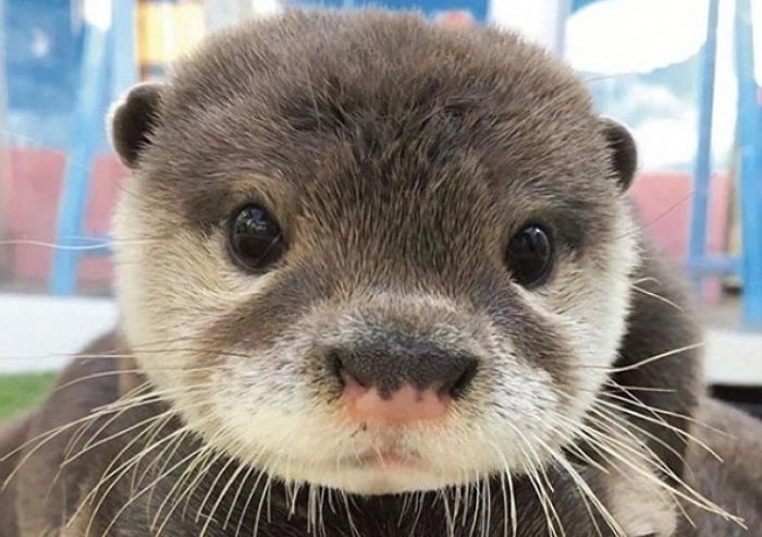 [잡담] 우리 수달이 성장한거 봐.... | 인스티즈