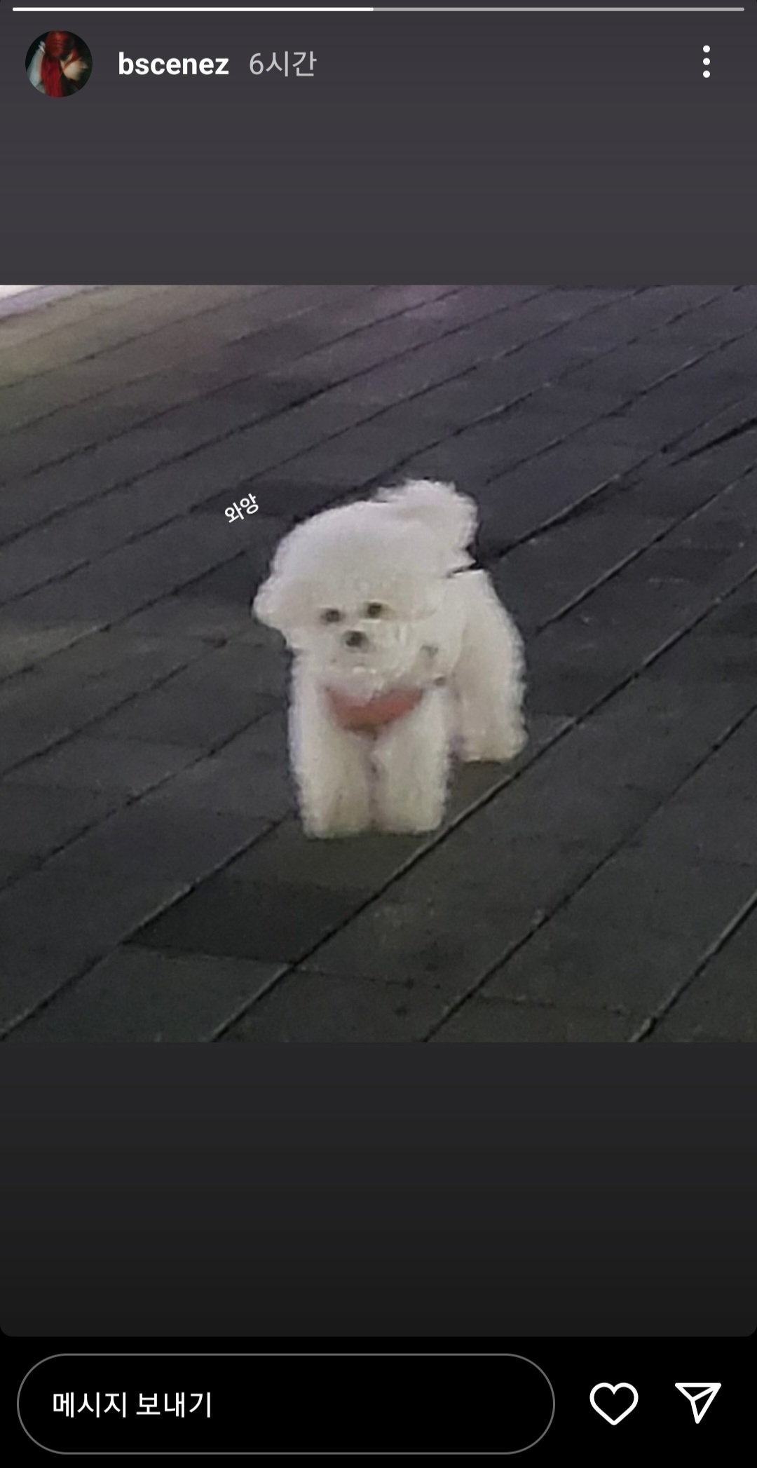 [잡담] 신비 강아지 ㄱㅇㅇ... | 인스티즈