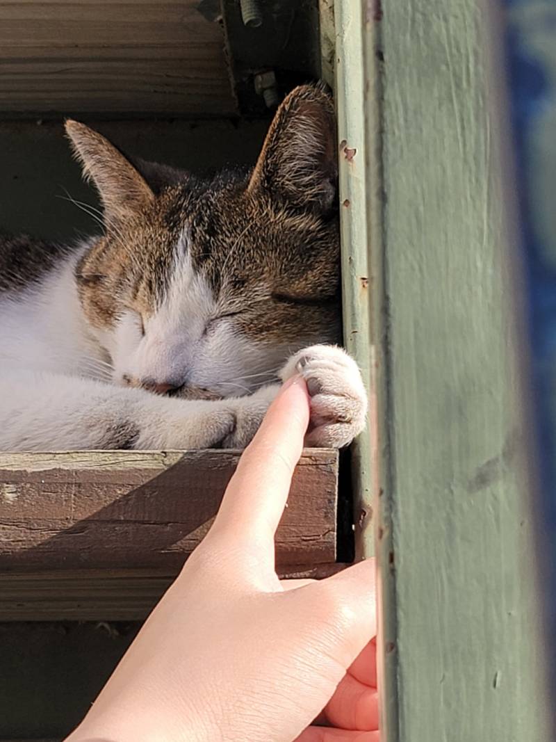 고양이랑 하이파이브 하는 거 볼 사람 | 인스티즈