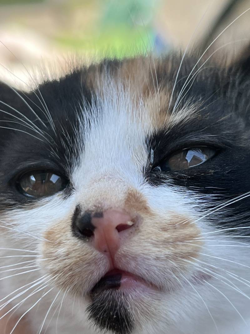 아기 고양이 좋아하면 들어와봐! | 인스티즈