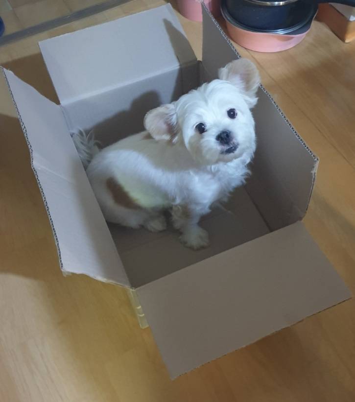 우리집 개는 고양이는 아니지만 상자를 좋아해 | 인스티즈