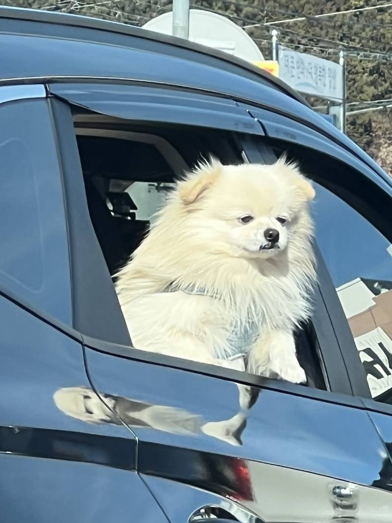 상당히 피곤한데 바깥공기는 마시고 싶은 모르는 강아지 사진 보고 가라 | 인스티즈