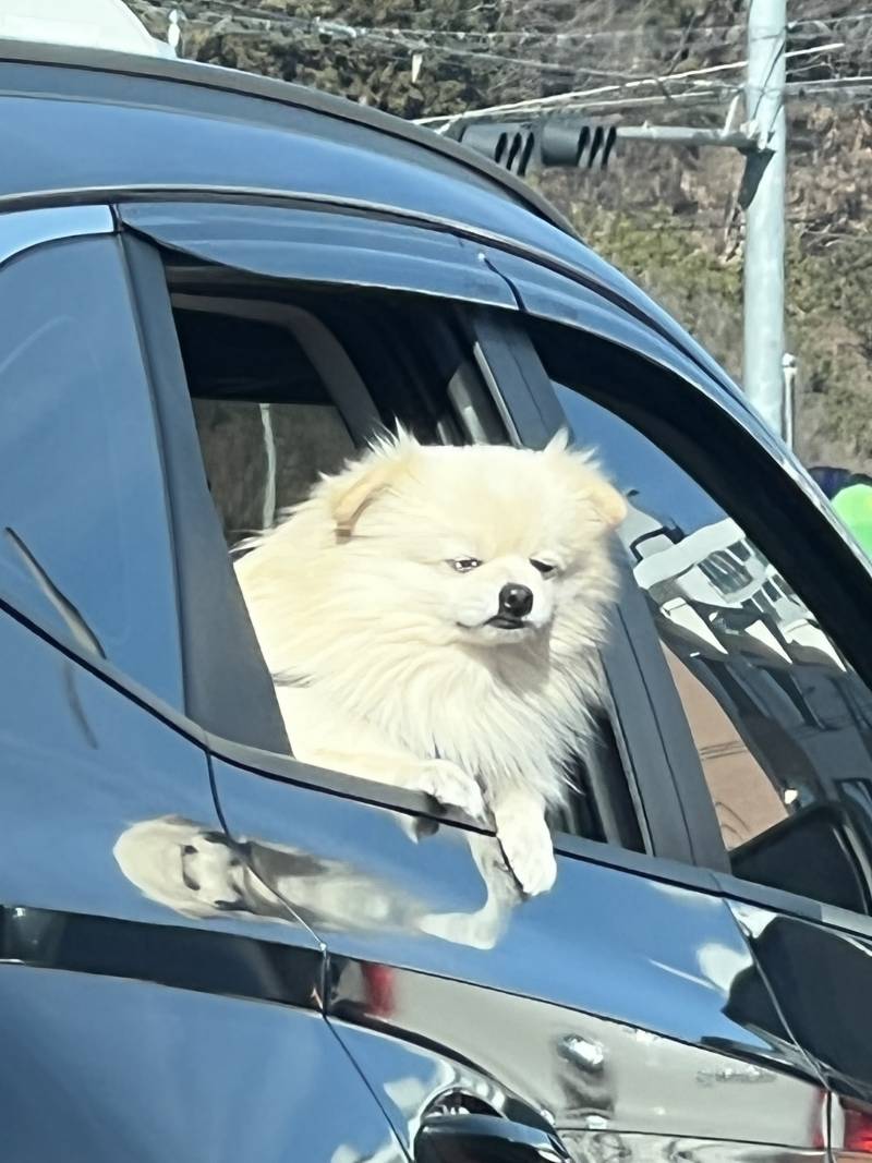 상당히 피곤한데 바깥공기는 마시고 싶은 모르는 강아지 사진 보고 가라 | 인스티즈