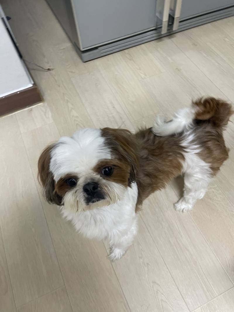 울집 강아지 중동 사람 처럼 생겼는데 볼사람?? | 인스티즈