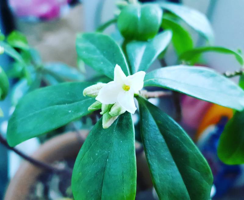 나도 울집 애들 자랑 | 인스티즈