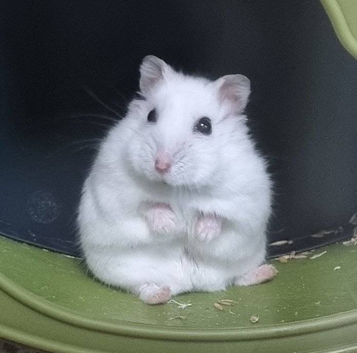 햄스터는 왜케 사랑스러울가 | 인스티즈