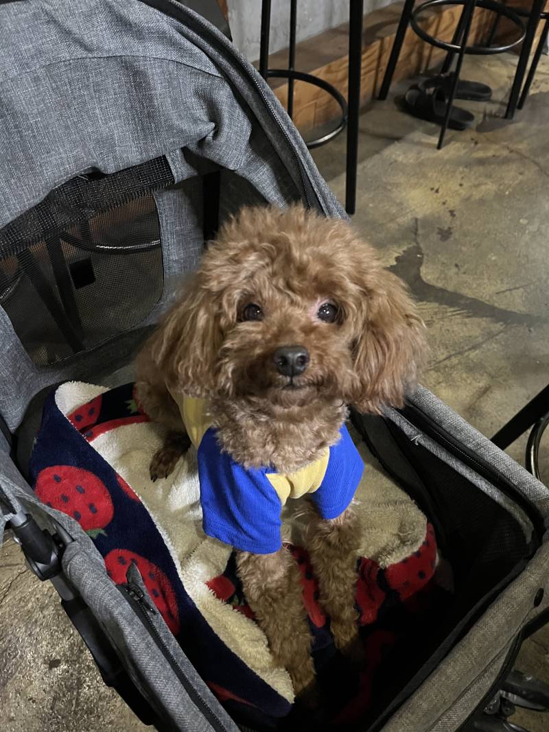 울 강아지 귀욥지 ❤️ | 인스티즈