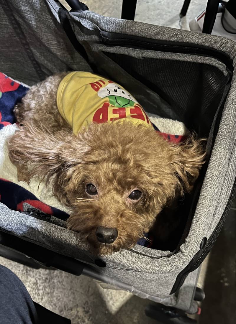 울 강아지 귀욥지 ❤️ | 인스티즈