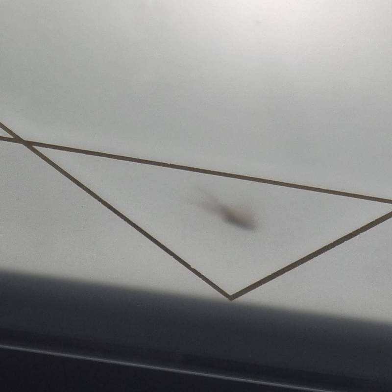 익들아 이건 무슨 벌레의 실루엣일까 ,,,?? | 인스티즈