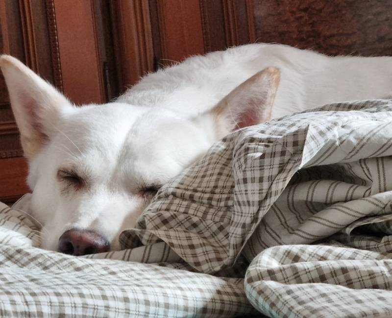 우리집 큰댕댕이 | 인스티즈