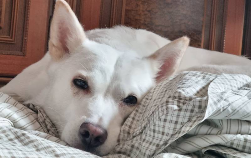 우리집 큰댕댕이 | 인스티즈