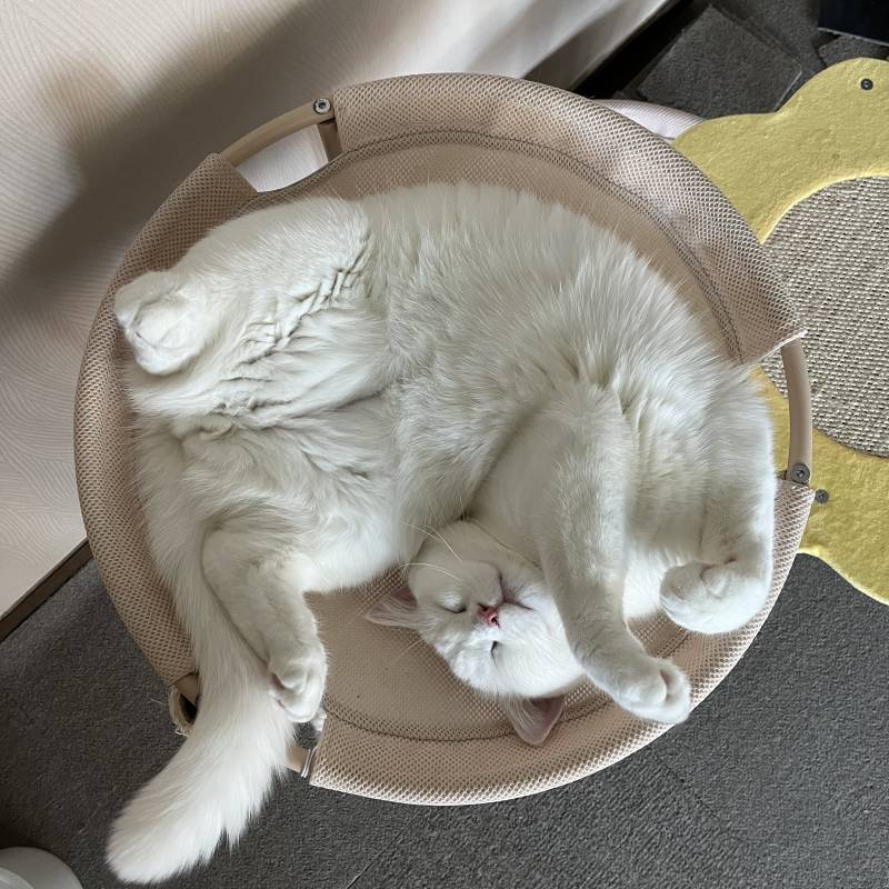 나는 우리집 고양이를 이해할수없어 | 인스티즈