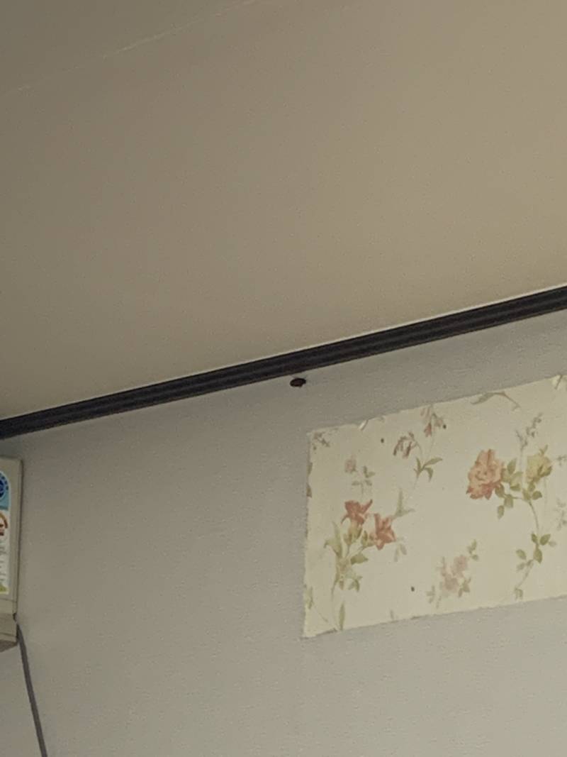 집에 바퀴벌레가 대놓고 벽에 붙어있음 이거 어떻게 함.... 혐오주의 | 인스티즈