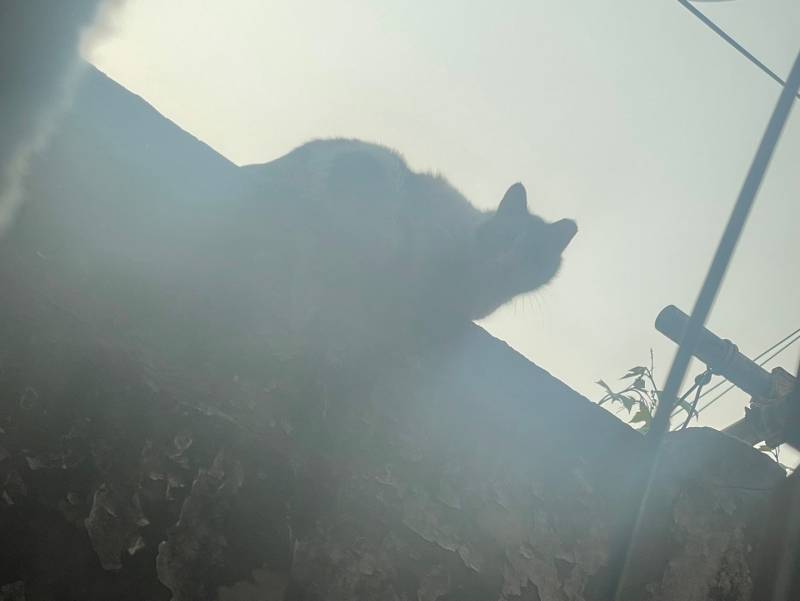 반지하 사는데 고양이랑 눈도장 찍음 | 인스티즈