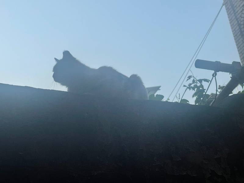 반지하 사는데 고양이랑 눈도장 찍음 | 인스티즈