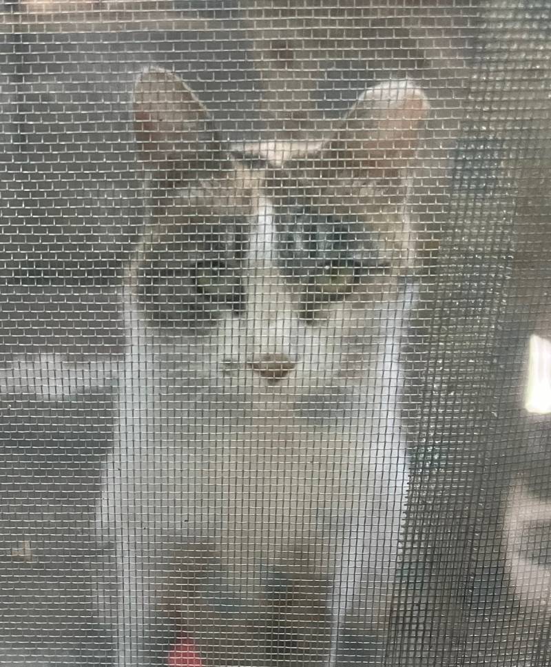 반지하 사는데 고양이랑 눈도장 찍음 | 인스티즈