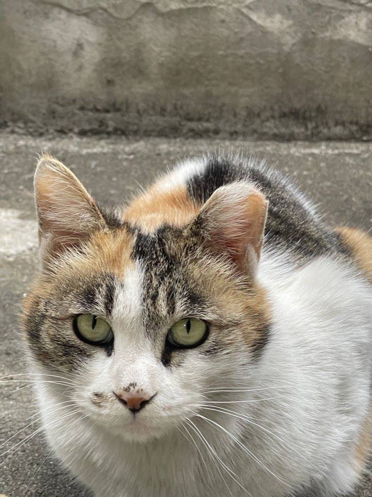 반지하 사는데 고양이랑 눈도장 찍음 | 인스티즈