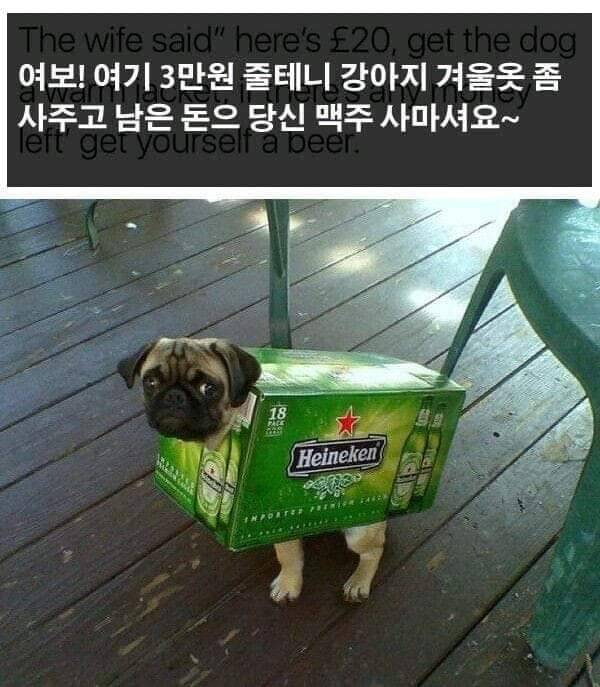 ???: 여보 여기 3만원 있으니 강아지 겨울옷 사주고 남는거로 당신 맥주 먹어 | 인스티즈