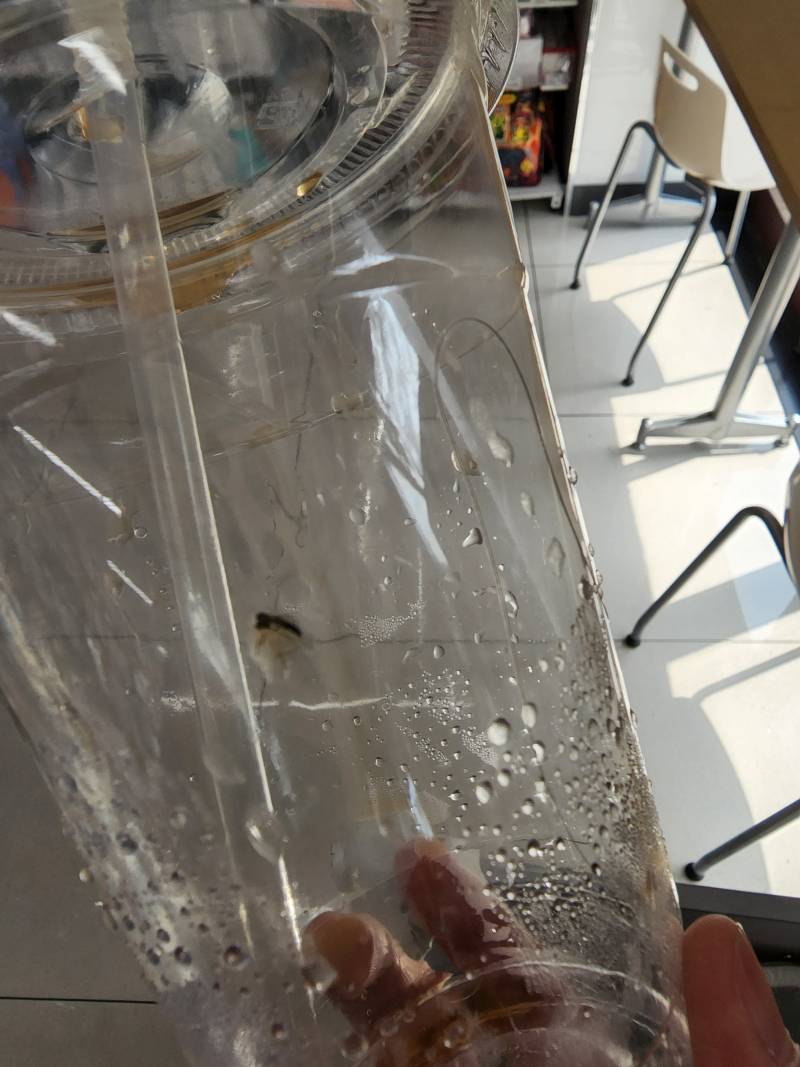 편의점컵에서 모기죽은시체 나왔는데ㅎㅇㅈㅇ | 인스티즈