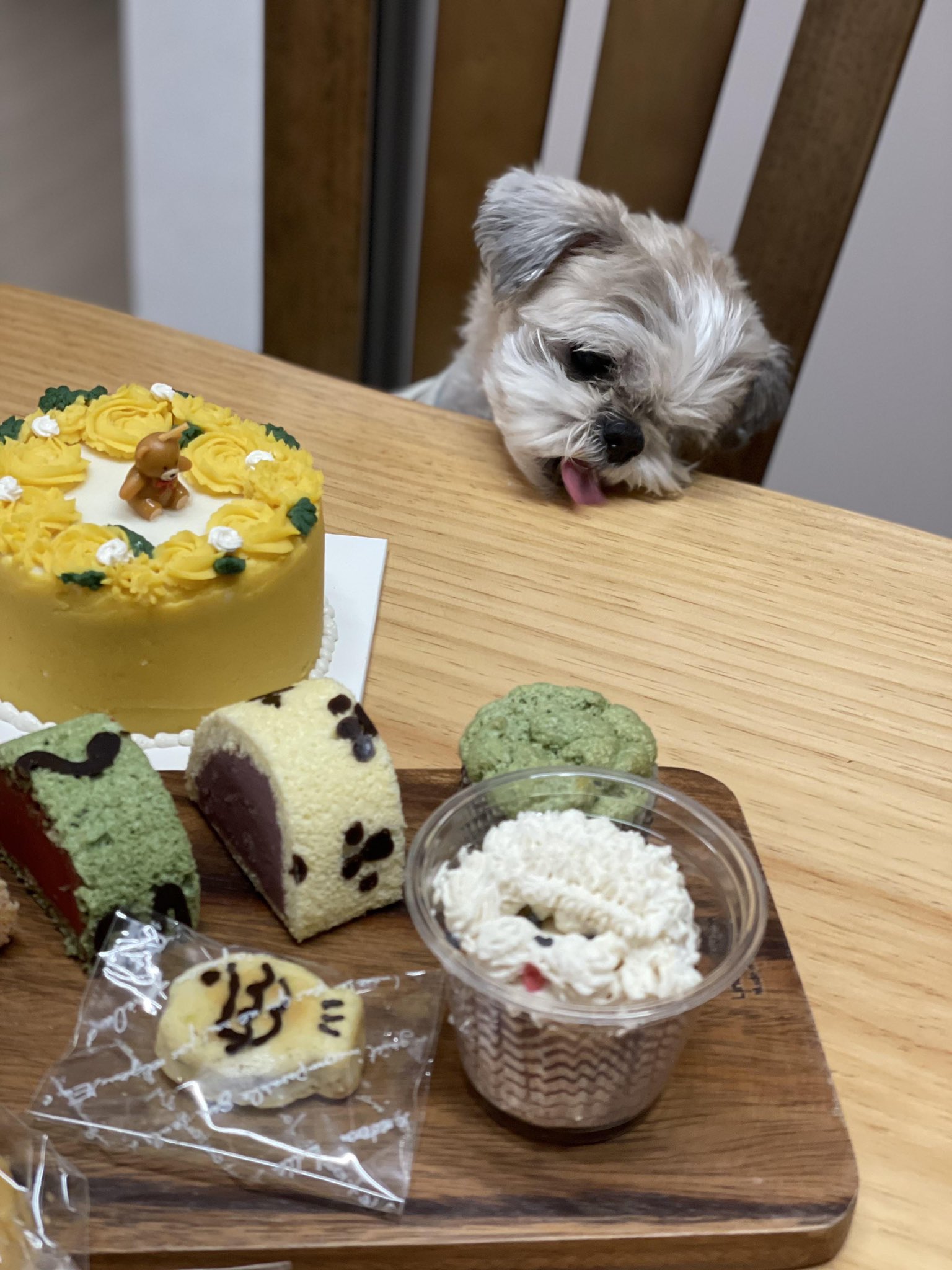 [잡담] 다롱이❤️ | 인스티즈