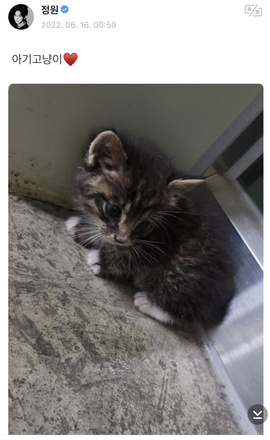 [잡담] 엔하이픈 착한줄 알았는데 촬영장에서 자기들끼리만 고양이 구경하네 | 인스티즈