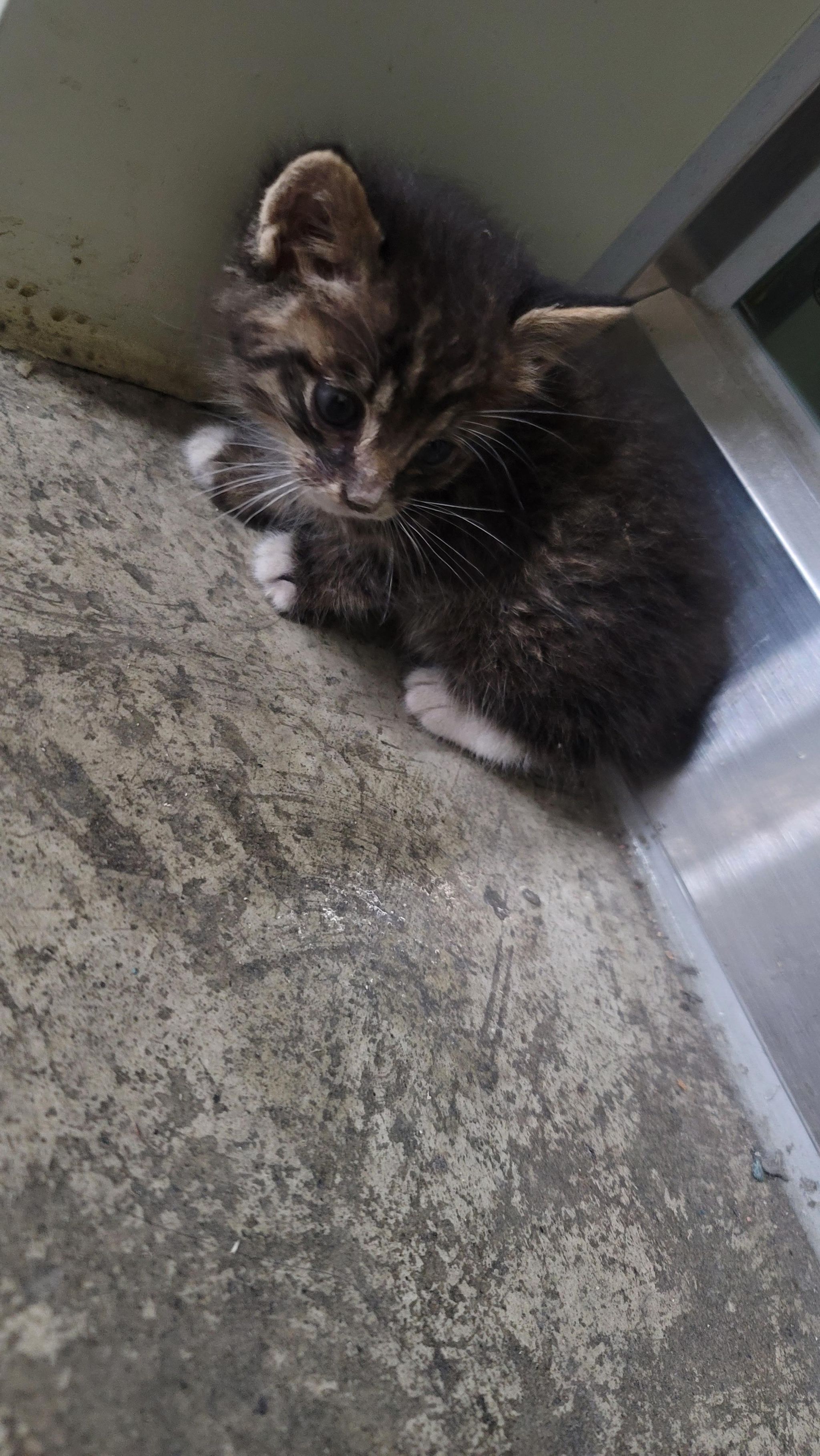 [잡담] 엔하이픈 촬영장에 있었던 아기고양이 네마리 | 인스티즈