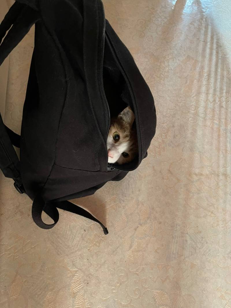 가방에 들어간 우리 고양이 좀 봐라 | 인스티즈