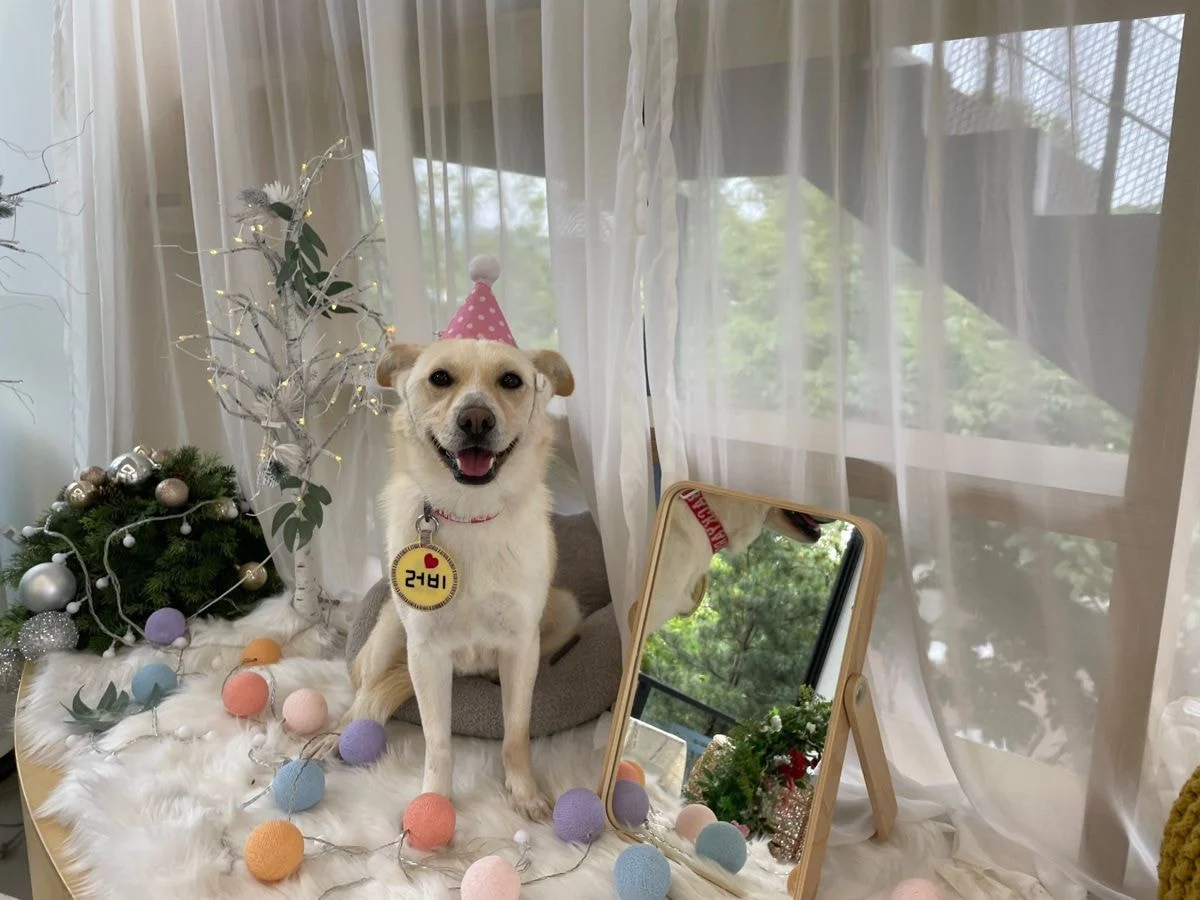 내 살다살다 이런 파양이유는 또 처음 봄....twt | 인스티즈