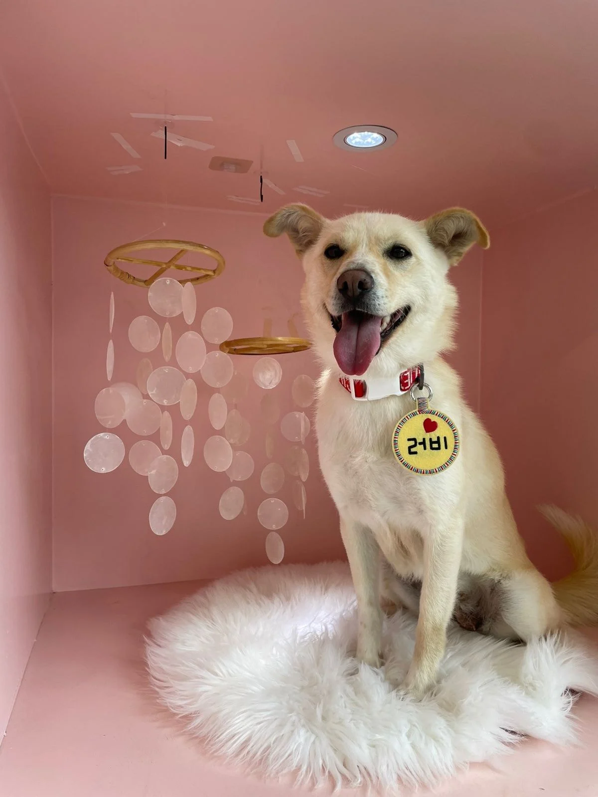 내 살다살다 이런 파양이유는 또 처음 봄....twt | 인스티즈