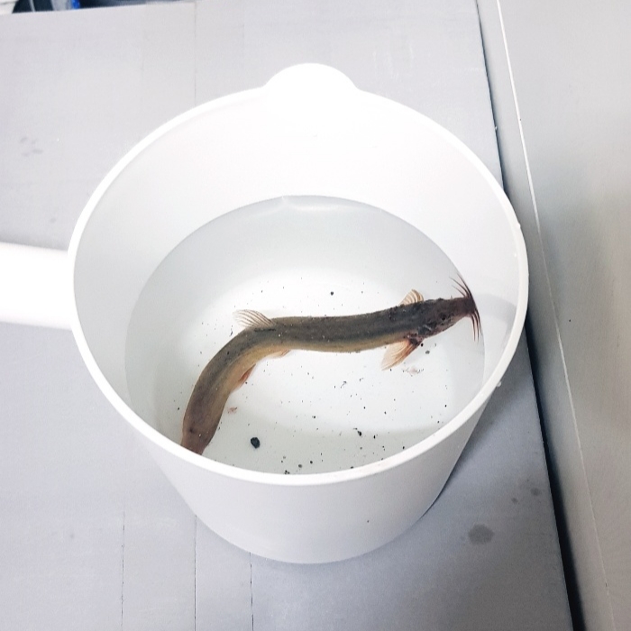 물고기 주의) 나 숙취가 너무 심해소 편의점 가는 길인데 도와줄 사람 ㅜㅠㅠ | 인스티즈