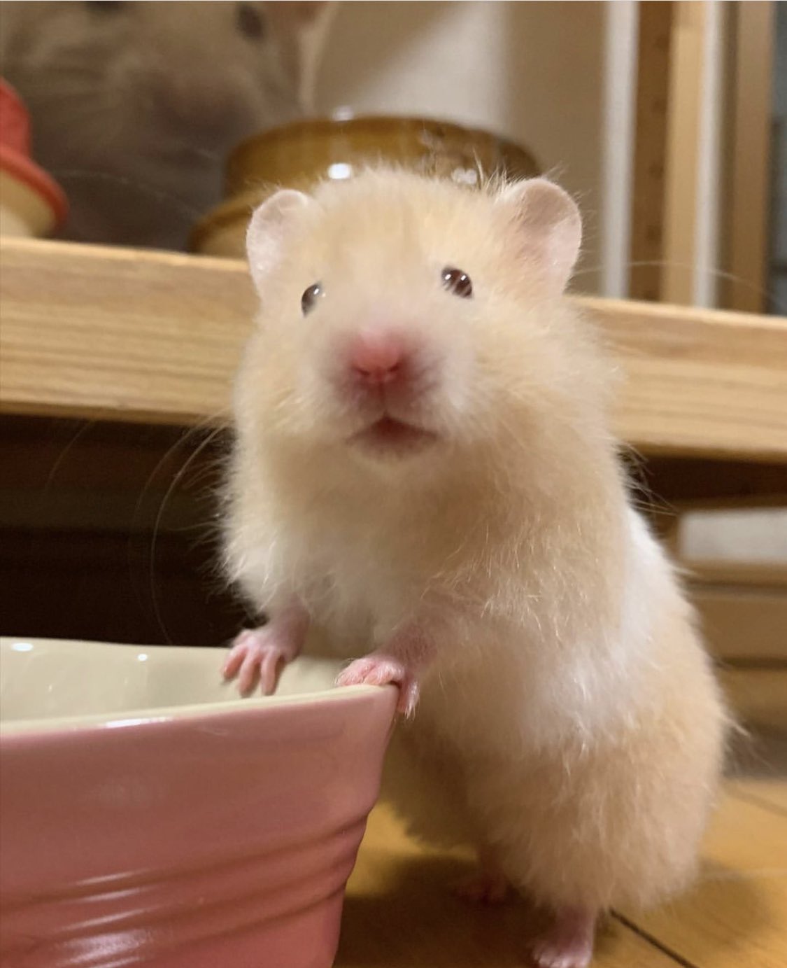 [잡담] 세븐틴 호시 진짜 너무 똑같아서 저항 없이 웃음 나옴.. | 인스티즈