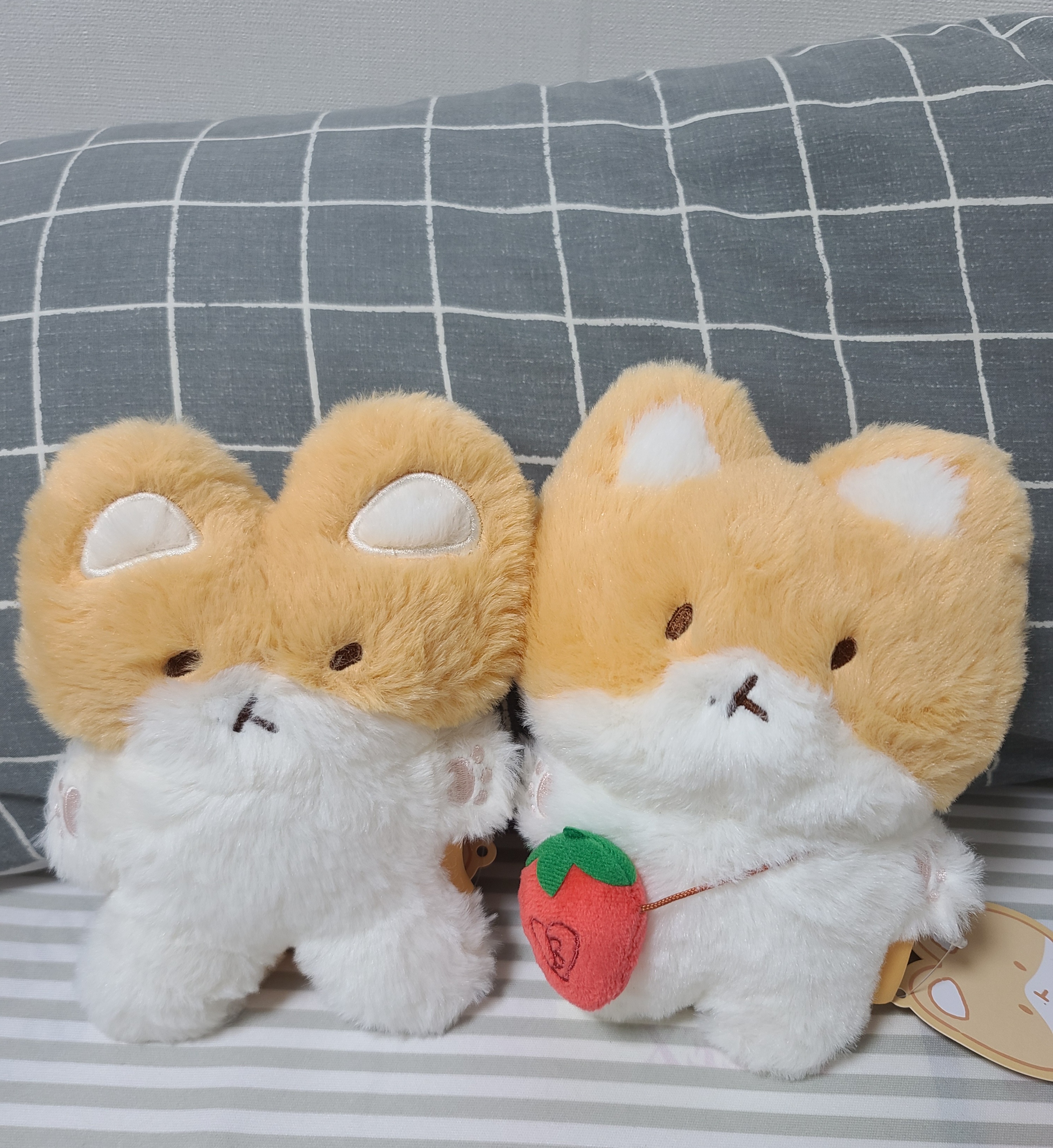 [잡담] 터래기 실물 너무 귀엽다 ㅋㅋㅋㅋㅋ | 인스티즈