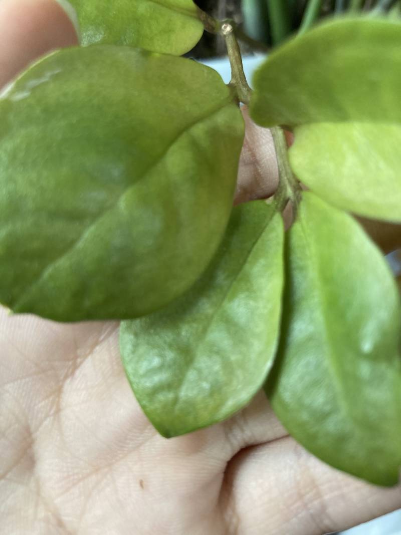 돈나무 왜이래??? | 인스티즈