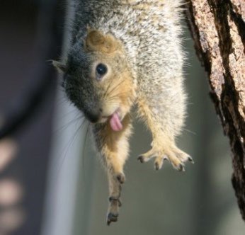 [잡담] 이민혁 다람쥐 | 인스티즈