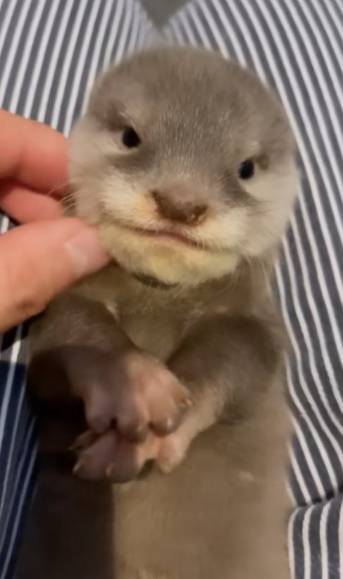 [잡담] 우리 디노 수달이에요 | 인스티즈