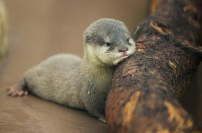 [잡담] 우리 디노 수달이에요 | 인스티즈