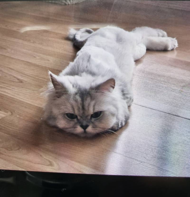 이 고양이 무슨 종인지 아는 익 | 인스티즈