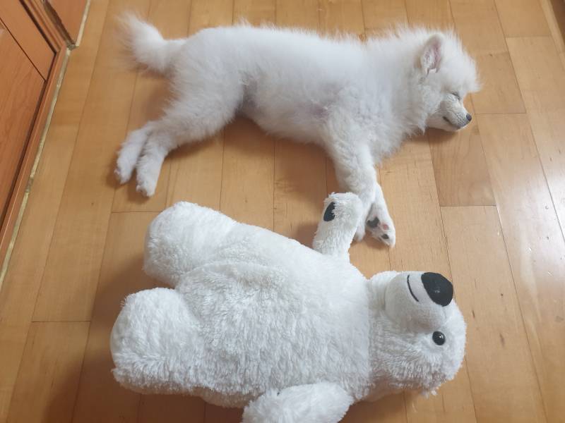 우리집 늑대 | 인스티즈