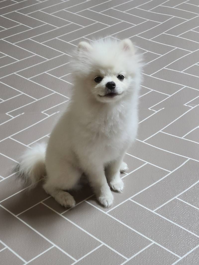 우리집 늑대 | 인스티즈