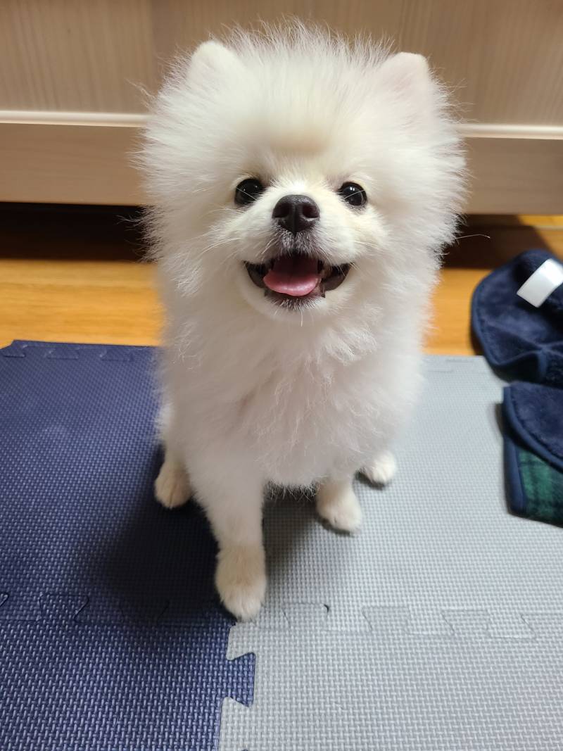 우리집 늑대 | 인스티즈