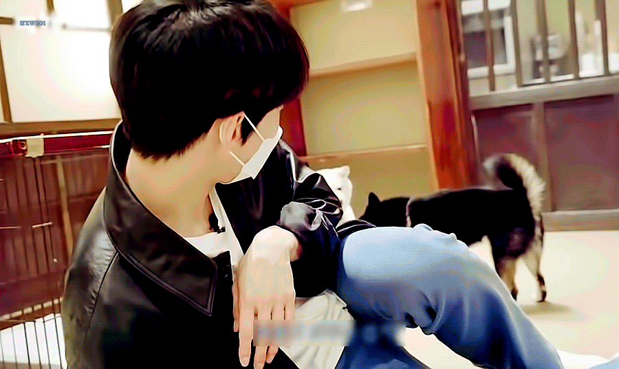 [잡담] 시바견 싸움에 도영 등터진다 | 인스티즈