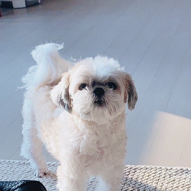 [잡담] 덥 현재 강아지 너무 귀엽지 않니.. | 인스티즈