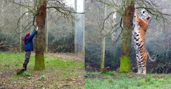 아니 호랑이가 원래 이렇게 큼? | 인스티즈