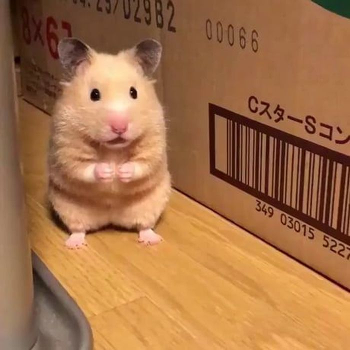 [잡담] 방탄 진 오늘 이거같다 | 인스티즈