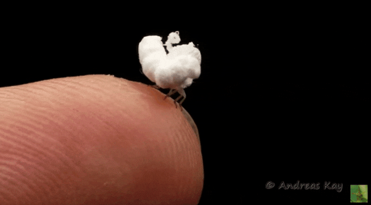 걸어다니는 팝콘벌레 만나려면 어떻게 해야할까ㅠㅠ | 인스티즈